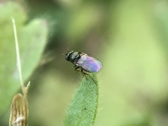 Diptera