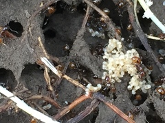 Chelaner antarcticus