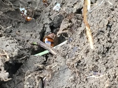 Chelaner antarcticus