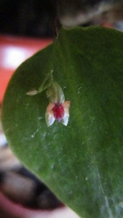 Lepanthes turialvae