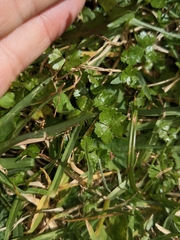 Hydrocotyle tripartita
