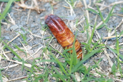 Abantiades atripalpis