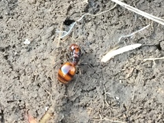 Chelaner antarcticus