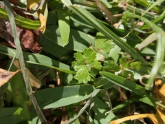 Hydrocotyle tripartita
