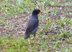 Acridotheres javanicus