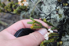 Pimelea traversii
