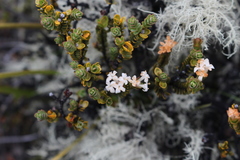 Pimelea traversii