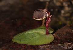 Corybas unguiculatus