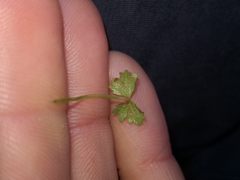 Hydrocotyle tripartita