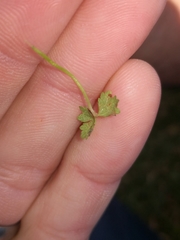 Hydrocotyle tripartita