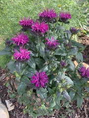 Monarda