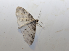 Lobophora nivigerata