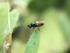 Diptera