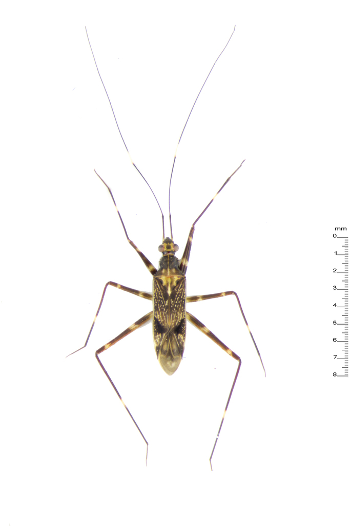 Rhinomirini