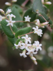 Leucopogon amplexicaulis