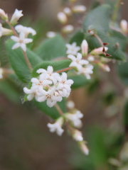 Leucopogon amplexicaulis