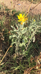 Heterotheca angustifolia