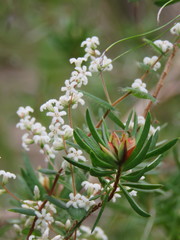 Leucopogon amplexicaulis