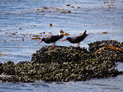 Haematopus leucopodus