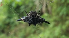 Gasteracantha diardi