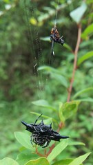 Gasteracantha diardi