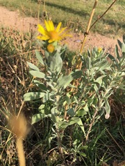 Heterotheca angustifolia