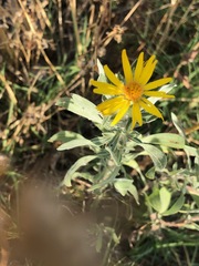 Heterotheca angustifolia