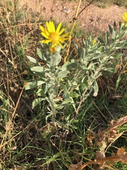 Heterotheca angustifolia