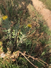 Heterotheca angustifolia