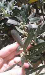 Olea europaea