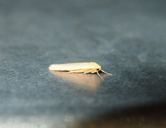 Manulea fuscodorsalis