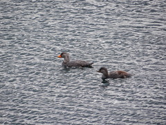 Tachyeres patachonicus