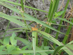 Acrididae