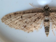 Eupithecia lariciata