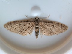 Eupithecia lariciata