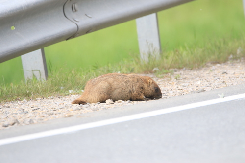 Forest Steppe Marmot