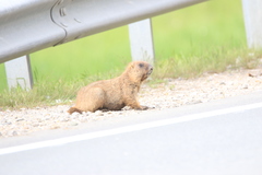 Marmota kastschenkoi
