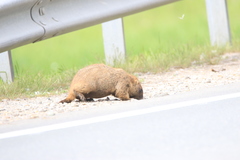 Marmota kastschenkoi