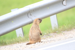 Marmota kastschenkoi