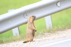 Marmota kastschenkoi