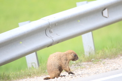 Marmota kastschenkoi