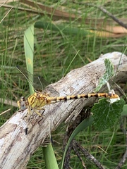 Erpetogomphus