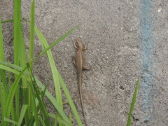 Eutropis multifasciata