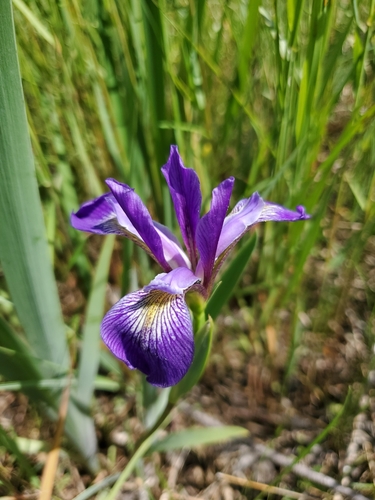 Iris versicolor