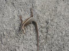 Eutropis multifasciata