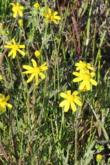 Senecio littoreus