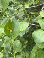Puccinia coronata