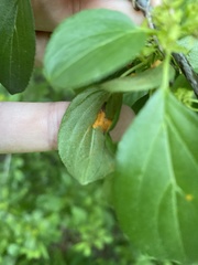 Puccinia coronata