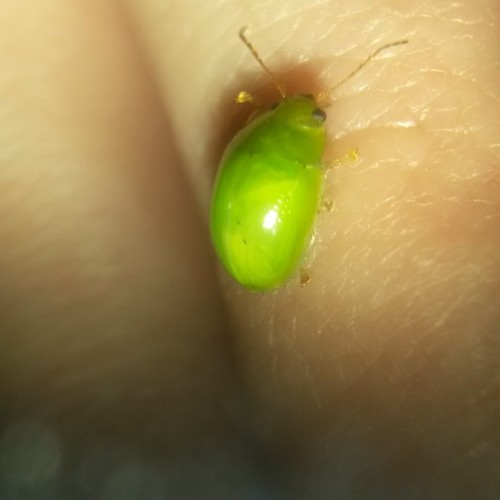 Lilly Pilly leaf beetle photo 4