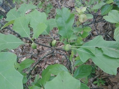 Zapatella quercusphellos